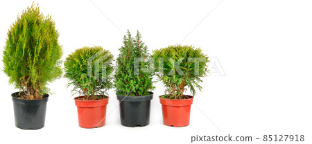 Seedlings cypress and thuja plants isolated on white. Wide photo. Free space for text. Seedlings cypress and thuja plants isolated on white. Wide photo. Free space for text. 85127918