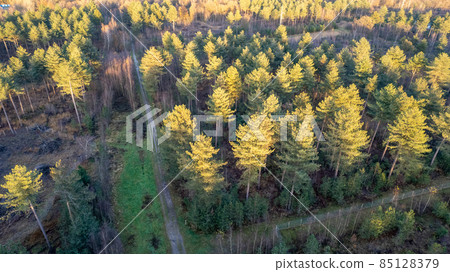 Directly above aerial drone full frame shot of green emerald pine forests and yellow foliage groves 85128379
