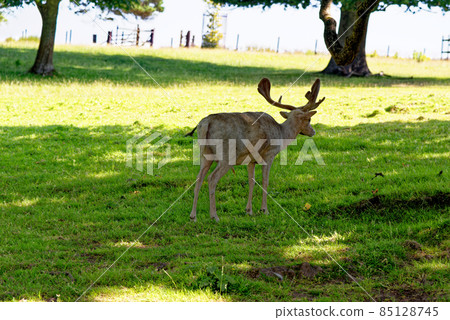 Deer in Culzean Castle Country Park - Scotland Deer in Culzean Castle Country Park - Scotland 85128745