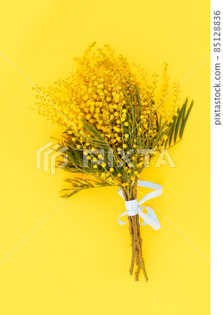 Mimosa flowers on blue background Mimosa flowers on blue background 85128836