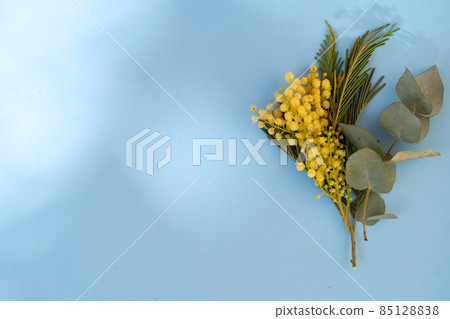 Mimosa flowers on blue background Mimosa flowers on blue background 85128838