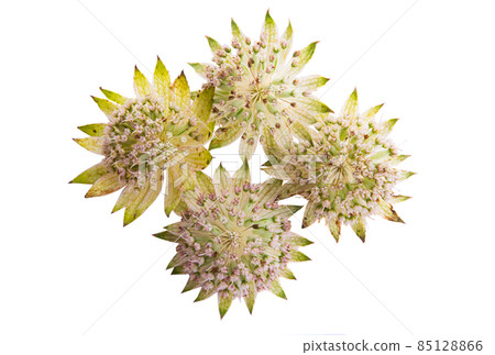 astrantia flower isolated astrantia flower isolated 85128866