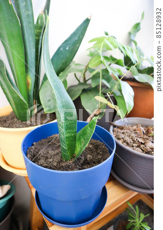 Snake plant or Mother in laws tongue and Arrowhead Vine. Snake plant or Mother in laws tongue and Arrowhead Vine. 85128932