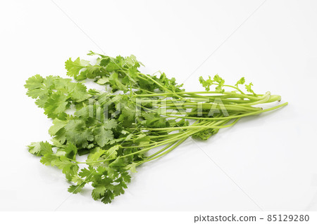 White background Pakuchi_Coriander_Kana 85129280