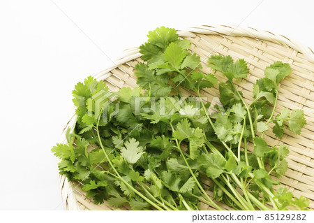 White background Pakuchi_Coriander_Kana White background Pakuchi_Coriander_Kana 85129282