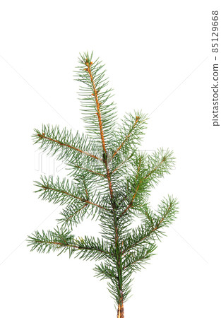 spruce branch isolated 85129668