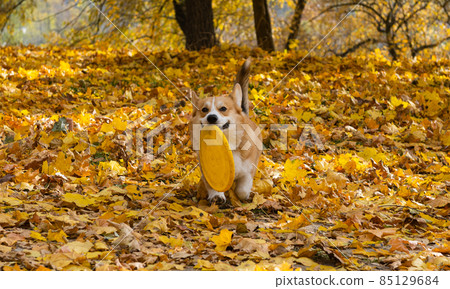 welsh corgi pembroke on a sunny autumn day welsh corgi pembroke on a sunny autumn day 85129684
