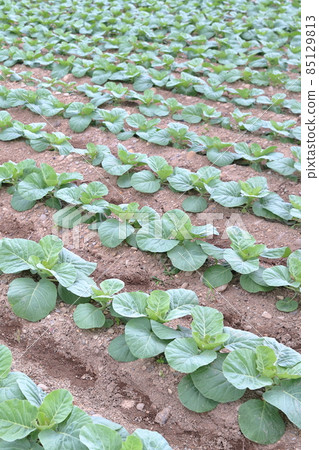Cabbage planted in the field 85129813