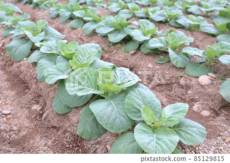 Cabbage planted in the field Cabbage planted in the field 85129815