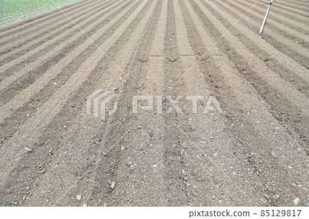 Ridge of the field 85129817