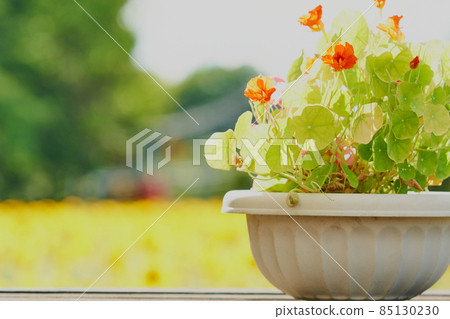 開放式花園中的盆栽金蓮花 85130230