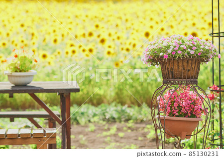 開放式花園中的盆栽 Calibrachoa tiphosie 和秋海棠花 開放式花園中的盆栽 Calibrachoa tiphosie 和秋海棠花 85130231