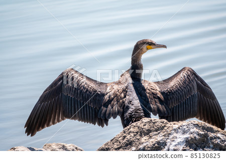 Great cormorant, Phalacrocorax carbo, sits on stone and dries its wings on the wind. 85130825