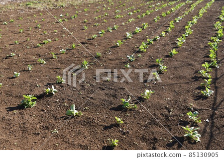 Broad bean cultivation: sowing, germination, raising seedlings, planting Broad bean cultivation: sowing, germination, raising seedlings, planting 85130905