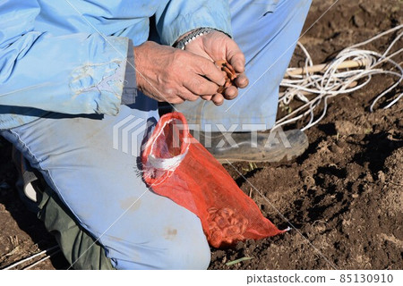 Broad bean cultivation: sowing, germination, raising seedlings, planting Broad bean cultivation: sowing, germination, raising seedlings, planting 85130910