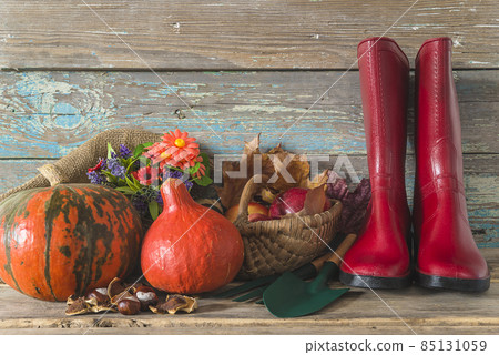 Beautiful autumn and thanksgiving still life; Two orange pumpkins, red rubber boots, wicker basket with ripe apples, flowers and chesnuts on old paint wooden background; copy space 85131059