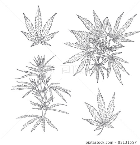 Hemp, cannabis leaves and stems Hemp, cannabis leaves and stems 85131557