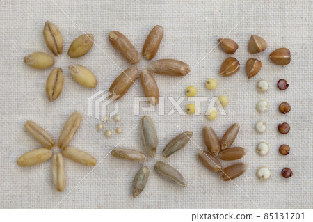 variety of cereal grain on canvas 85131701