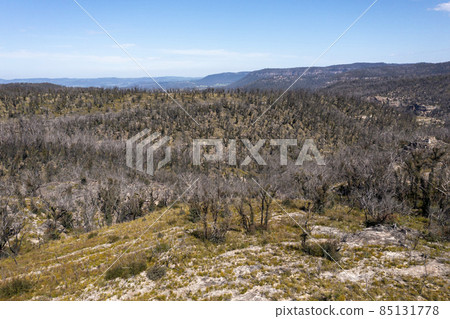 Drone aerial photograph of forest regeneration after bushfires in regional Australia 85131778