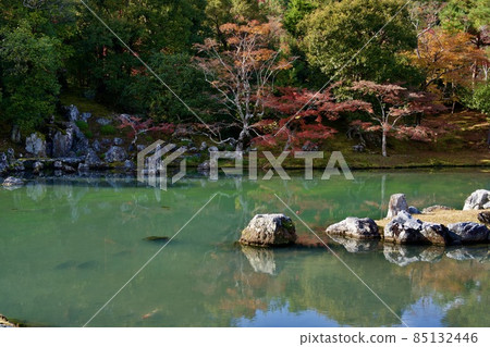 天龍寺庭園的秋葉(京都) 天龍寺庭園的秋葉(京都) 85132446