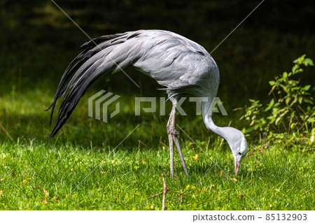 The Blue Crane, Grus paradisea, is an endangered bird The Blue Crane, Grus paradisea, is an endangered bird 85132903