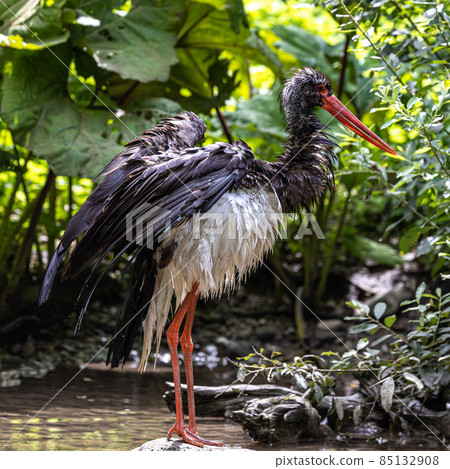 Black stork, Ciconia nigra in a german nature park Black stork, Ciconia nigra in a german nature park 85132908