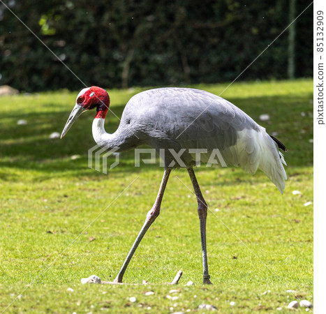 Sarus crane, Grus antigone also known as Indian sarus crane Sarus crane, Grus antigone also known as Indian sarus crane 85132909