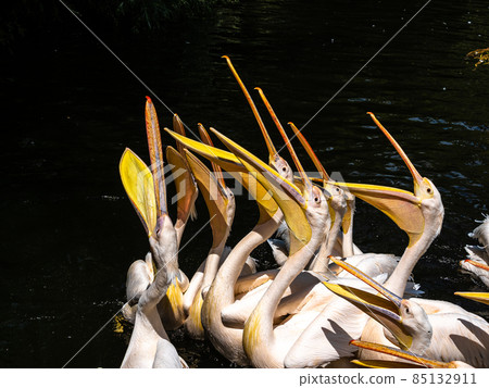 Great White Pelican, Pelecanus onocrotalus in a park 85132911