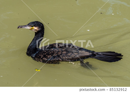 The great cormorant, Phalacrocorax carbo swimming on a lake 85132912