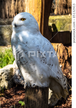 The Snowy Owl, Bubo scandiacus is a large, white owl of the owl family 85132913