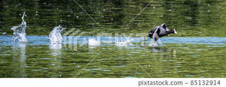 Eurasian coot, Fulica atra chasing each other by running across the water 85132914