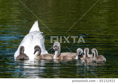 Mute swan family, Cygnus olor swimming on a lake. Mother with babies 85132915