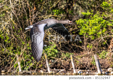 The flying greylag goose, Anser anser is a species of large goose The flying greylag goose, Anser anser is a species of large goose 85132947