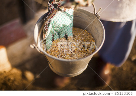 person hand holding bucket with fodder. High quality photo person hand holding bucket with fodder. High quality photo 85133105