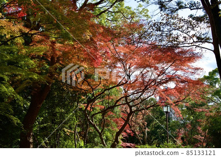 秋季須磨離宮公園(神戶) 秋季須磨離宮公園(神戶) 85133121