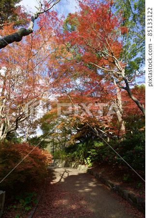秋季須磨離宮公園(神戶) 秋季須磨離宮公園(神戶) 85133122