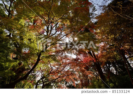 秋季須磨離宮公園（神戶） 85133124