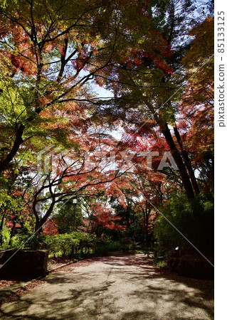 秋季須磨離宮公園(神戶) 秋季須磨離宮公園(神戶) 85133125