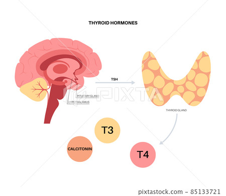 Thyroid hormones diagram 85133721