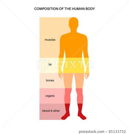 Human body composition 85133732