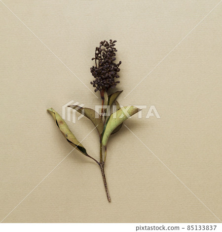 dried plant stem beige background. High quality photo 85133837