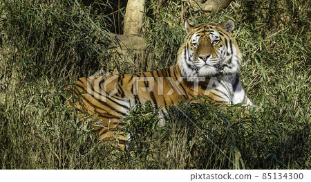 Tiger 5 Tiger 5 85134300