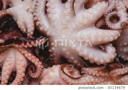 raw octopus wallpaper. High quality photo raw octopus wallpaper. High quality photo 85134679