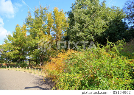 Autumn park Autumn park 85134962