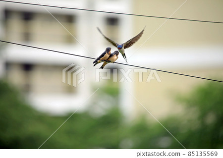 Swallow parenting Swallow parenting 85135569