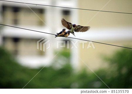Swallow parenting Swallow parenting 85135570