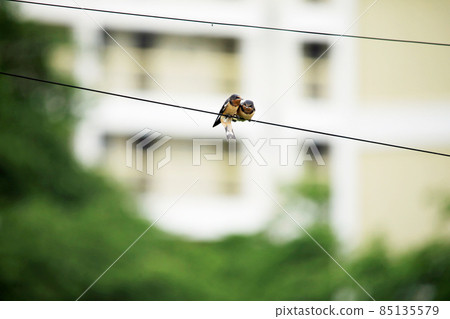Swallow parenting Swallow parenting 85135579