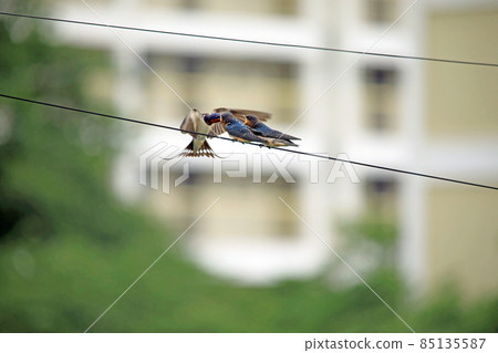 Swallow parenting Swallow parenting 85135587