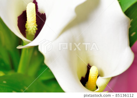 Color Color 85136112