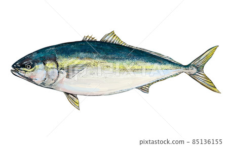 黃尾魚的插圖--透明背景--剪下 黃尾魚的插圖--透明背景--剪下 85136155